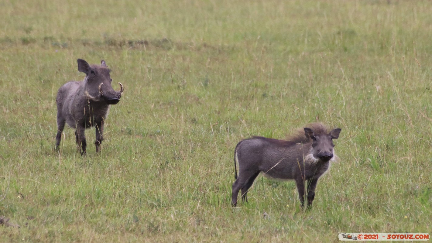 Masai Mara - Warthog
Mots-clés: geo:lat=-1.51270020 geo:lon=35.11280273 geotagged KEN Kenya Narok Ol Kiombo animals Masai Mara Phacochere