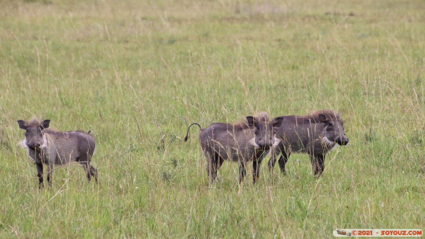 Masai Mara - Warthog
Mots-clés: geo:lat=-1.51269443 geo:lon=35.11280880 geotagged KEN Kenya Narok Ol Kiombo animals Masai Mara Phacochere