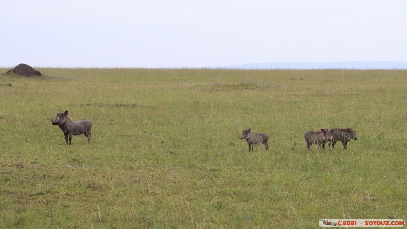 Masai Mara - Warthog
Mots-clés: geo:lat=-1.51268813 geo:lon=35.11281544 geotagged KEN Kenya Narok Ol Kiombo animals Masai Mara Phacochere