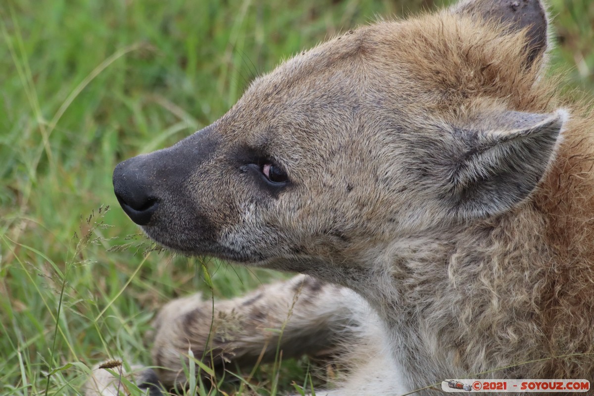 Masai Mara - Spotted hyena
Mots-clés: geo:lat=-1.52425961 geo:lon=35.11466239 geotagged KEN Kenya Narok Ol Kiombo animals Masai Mara Hyene tachetee