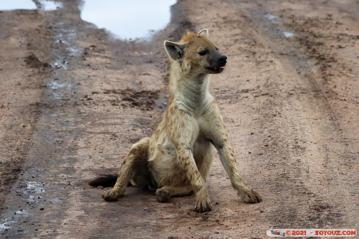 Masai Mara - Spotted hyena
Mots-clés: geo:lat=-1.52460587 geo:lon=35.11506517 geotagged KEN Kenya Narok Ol Kiombo animals Masai Mara Hyene tachetee
