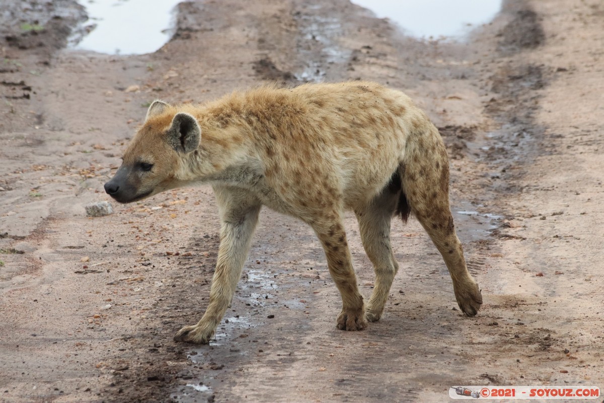 Masai Mara - Spotted hyena
Mots-clés: geo:lat=-1.52460768 geo:lon=35.11506833 geotagged KEN Kenya Narok Ol Kiombo animals Masai Mara Hyene tachetee