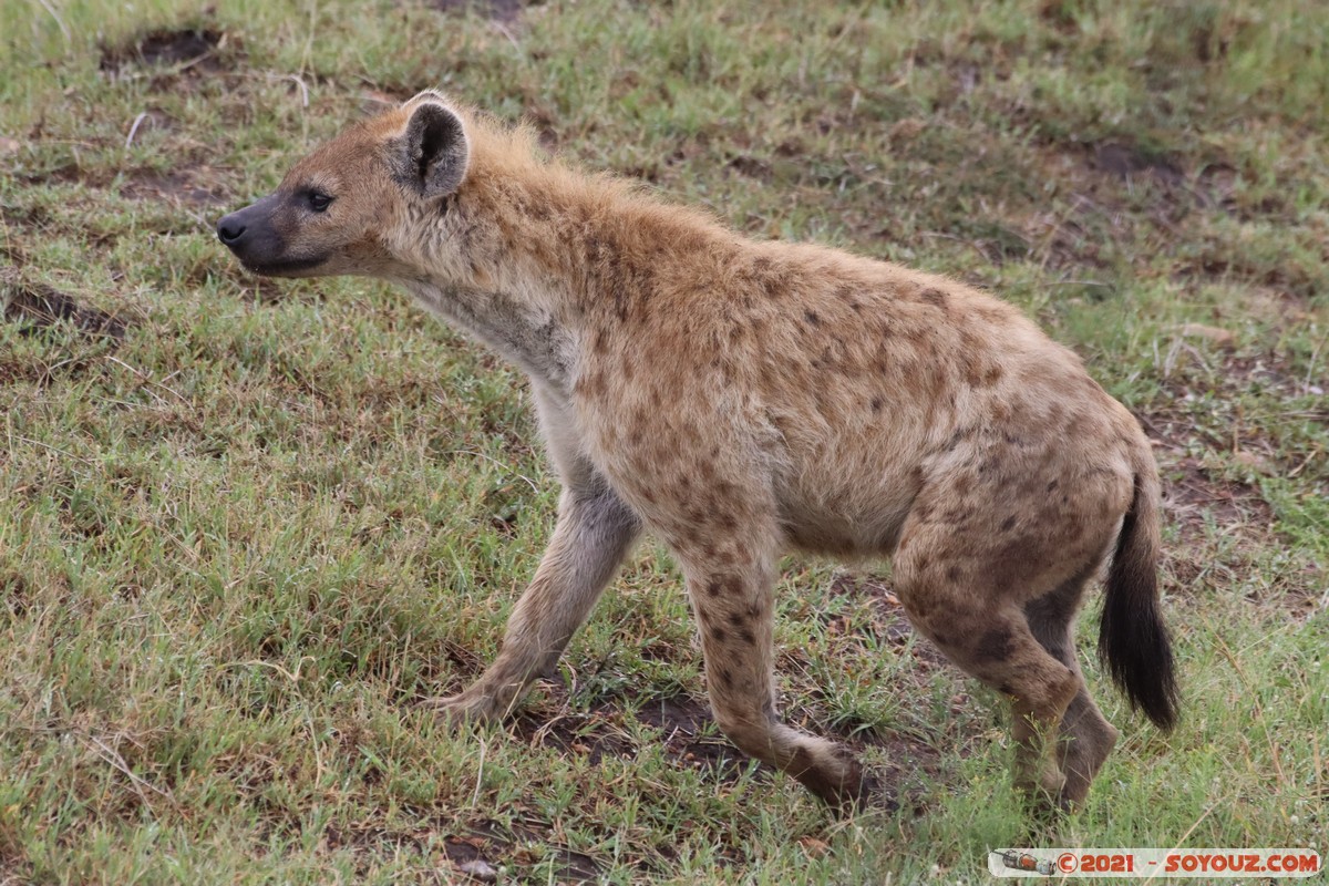 Masai Mara - Spotted hyena
Mots-clés: geo:lat=-1.52460823 geo:lon=35.11506928 geotagged KEN Kenya Narok Ol Kiombo animals Masai Mara Hyene tachetee