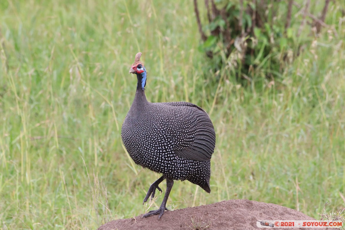 Masai Mara - Helmeted Guineafowl
Mots-clés: geo:lat=-1.55004004 geo:lon=35.13934224 geotagged Keekorok KEN Kenya Narok animals Masai Mara oiseau Pintade