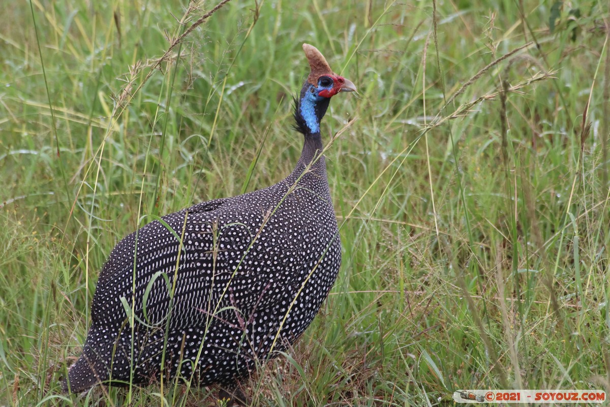 Masai Mara - Helmeted Guineafowl
Mots-clés: geo:lat=-1.55684648 geo:lon=35.14365837 geotagged Keekorok KEN Kenya Narok animals Masai Mara oiseau Pintade