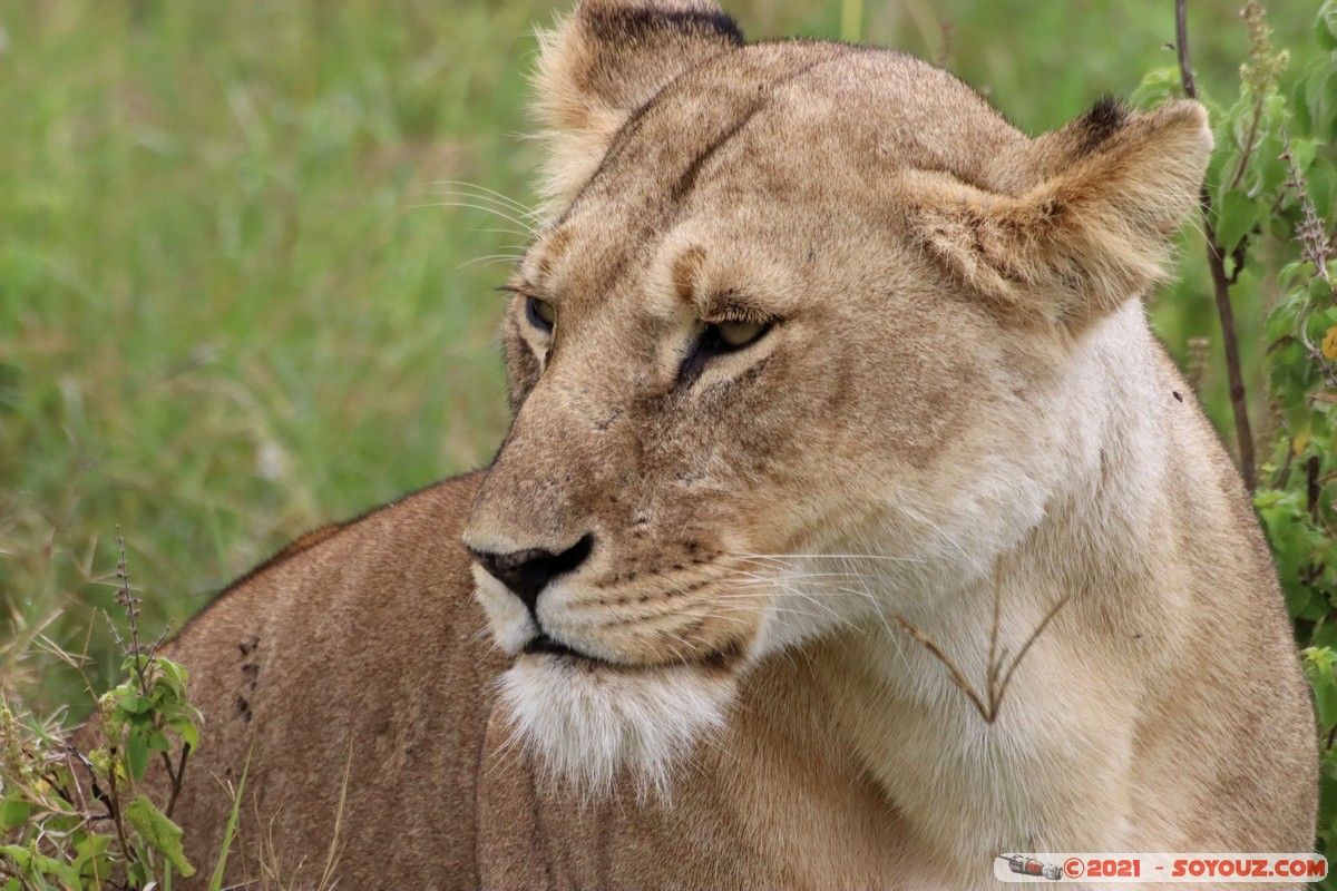 Masai Mara - Lion (Simba)
Mots-clés: geo:lat=-1.51139079 geo:lon=35.11470446 Ol Kiombo geotagged KEN Kenya Narok animals Masai Mara Lion
