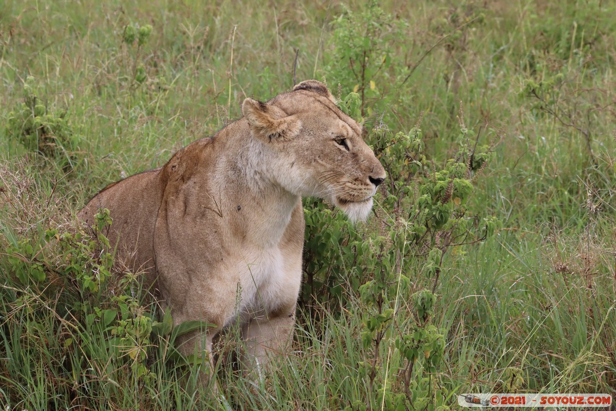 Masai Mara - Lion (Simba)
Mots-clés: geo:lat=-1.51139079 geo:lon=35.11470446 Ol Kiombo geotagged KEN Kenya Narok animals Masai Mara Lion