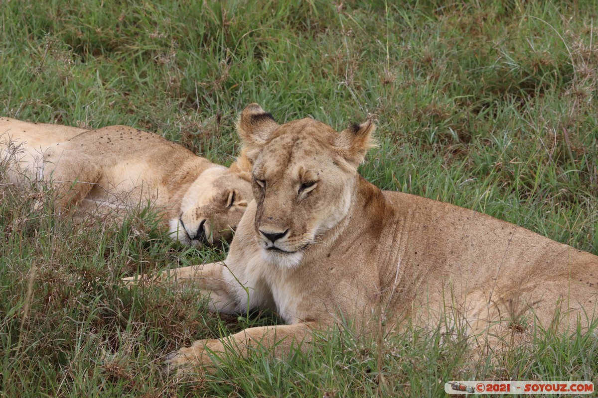 Masai Mara - Lion (Simba)
Mots-clés: geo:lat=-1.51139079 geo:lon=35.11470446 Ol Kiombo geotagged KEN Kenya Narok animals Masai Mara Lion