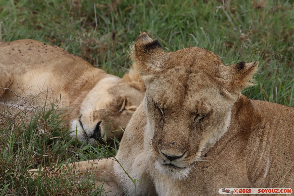 Masai Mara - Lion (Simba)
Mots-clés: geo:lat=-1.51139079 geo:lon=35.11470446 Ol Kiombo geotagged KEN Kenya Narok animals Masai Mara Lion