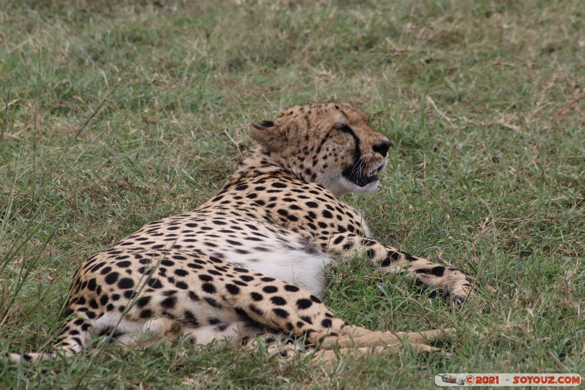 Masai Mara - Cheetah
Mots-clés: geo:lat=-1.49337190 geo:lon=35.22513972 Talel geotagged KEN Kenya Narok animals Masai Mara Cheetah guepard