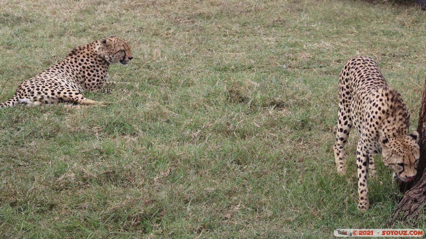 Masai Mara - Cheetah
Mots-clés: geo:lat=-1.49337190 geo:lon=35.22513972 Talel geotagged KEN Kenya Narok animals Masai Mara Cheetah guepard