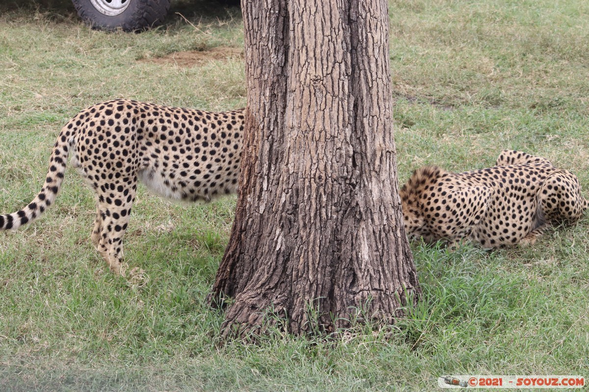 Masai Mara - Cheetah
Mots-clés: geo:lat=-1.49337190 geo:lon=35.22513972 Talel geotagged KEN Kenya Narok animals Masai Mara Cheetah guepard