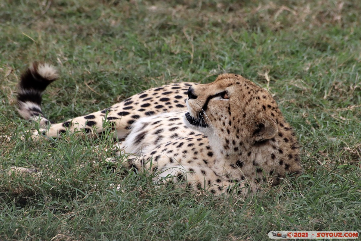 Masai Mara - Cheetah
Mots-clés: geo:lat=-1.49337190 geo:lon=35.22513972 Talel geotagged KEN Kenya Narok animals Masai Mara Cheetah guepard