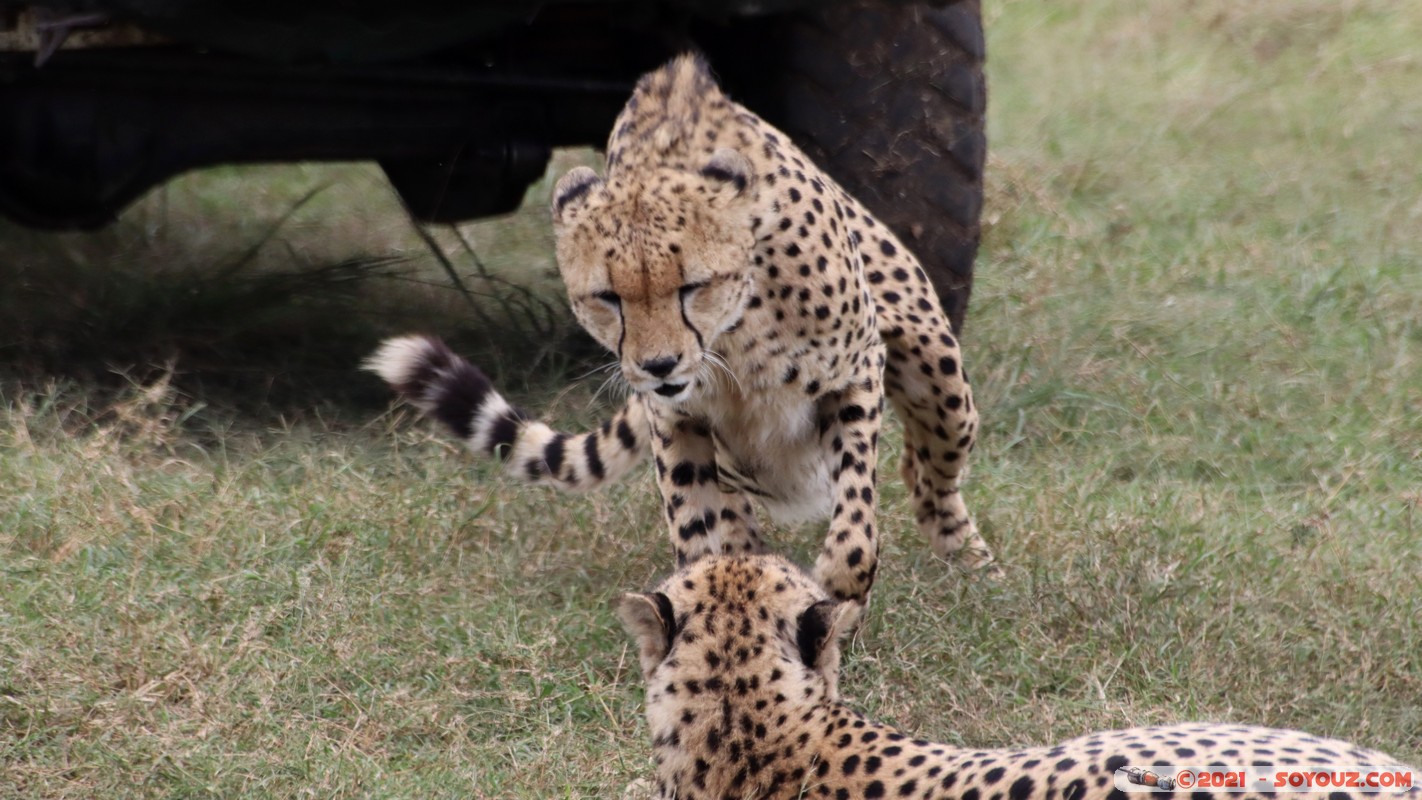 Masai Mara - Cheetah
Mots-clés: geo:lat=-1.49337190 geo:lon=35.22513972 Talel geotagged KEN Kenya Narok animals Masai Mara Cheetah guepard