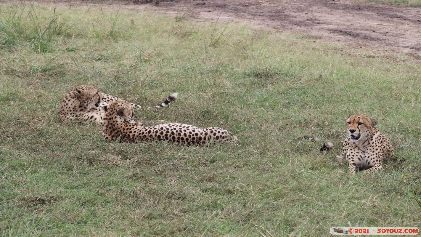 Masai Mara - Cheetah
Mots-clés: geo:lat=-1.49337190 geo:lon=35.22513972 Talel geotagged KEN Kenya Narok animals Masai Mara Cheetah guepard