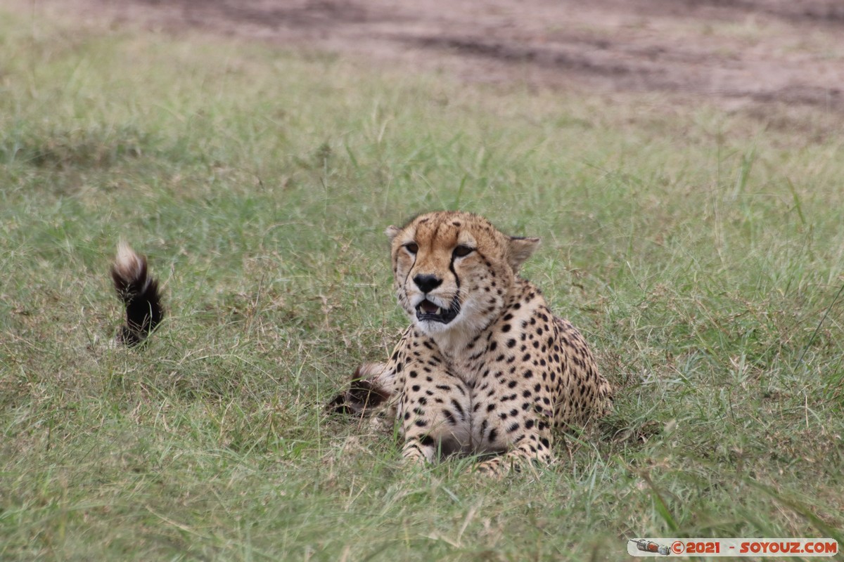 Masai Mara - Cheetah
Mots-clés: geo:lat=-1.49337190 geo:lon=35.22513972 Talel geotagged KEN Kenya Narok animals Masai Mara Cheetah guepard