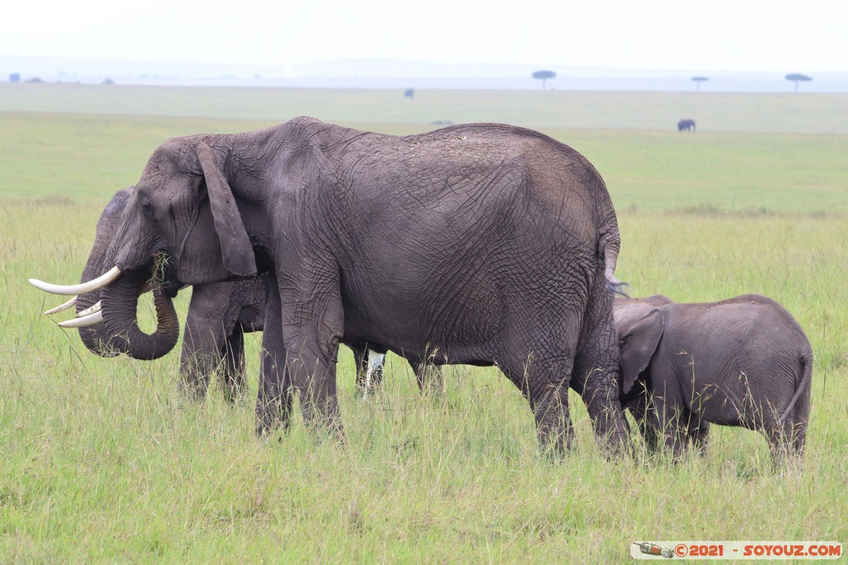 Masai Mara - Elephant
Mots-clés: geo:lat=-1.49324320 geo:lon=35.22391126 Talel geotagged KEN Kenya Narok animals Masai Mara Elephant