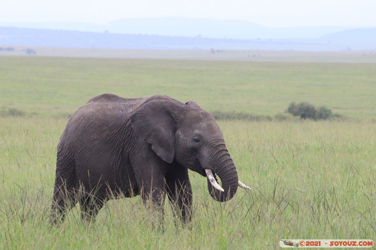 Masai Mara - Elephant
Mots-clés: geo:lat=-1.49324320 geo:lon=35.22391126 Talel geotagged KEN Kenya Narok animals Masai Mara Elephant