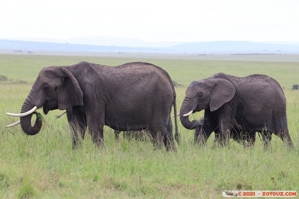 Masai Mara - Elephant
Mots-clés: geo:lat=-1.49324320 geo:lon=35.22391126 Talel geotagged KEN Kenya Narok animals Masai Mara Elephant