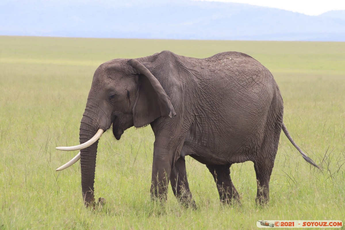 Masai Mara - Elephant
Mots-clés: geo:lat=-1.49364790 geo:lon=35.22286660 Talel geotagged KEN Kenya Narok animals Masai Mara Elephant