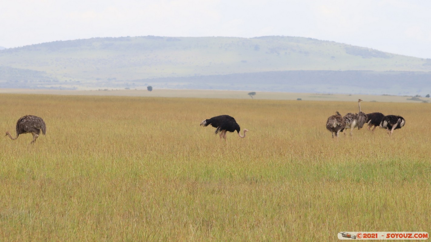 Masai Mara - Ostrich
Mots-clés: geo:lat=-1.50982814 geo:lon=35.26391727 geotagged KEN Kenya Narok Talel animals Masai Mara Autruche oiseau