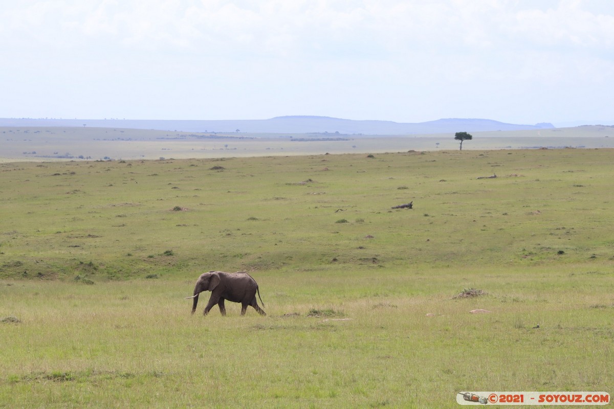 Masai Mara - Elephant
Mots-clés: geo:lat=-1.52713915 geo:lon=35.11727659 geotagged KEN Kenya Narok Ol Kiombo animals Masai Mara Elephant