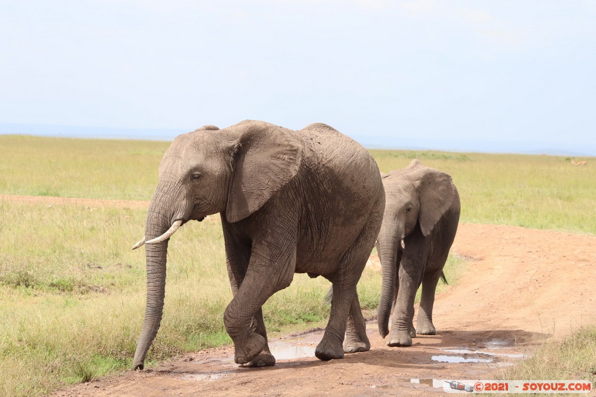 Masai Mara - Elephant
Mots-clés: geo:lat=-1.52574247 geo:lon=35.11609471 geotagged KEN Kenya Narok Ol Kiombo animals Masai Mara Elephant