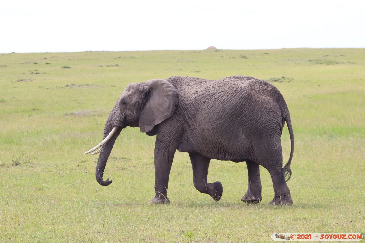 Masai Mara - Elephant
Mots-clés: geo:lat=-1.52572571 geo:lon=35.11608990 geotagged KEN Kenya Narok Ol Kiombo animals Masai Mara Elephant