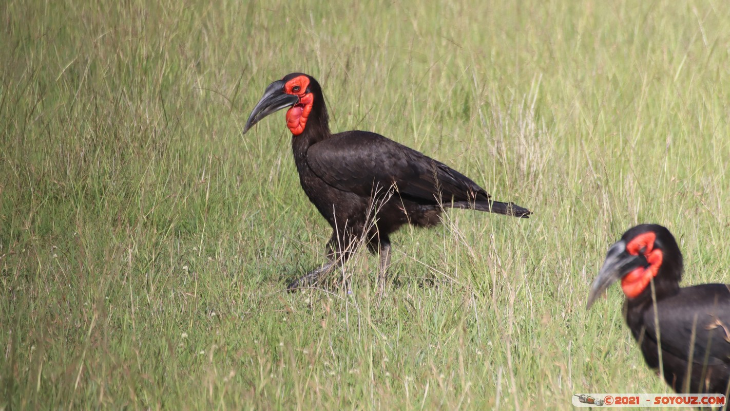 Masai Mara - Southern ground hornbill
Mots-clés: geo:lat=-1.58202494 geo:lon=35.18321977 geotagged Keekorok KEN Kenya Narok animals Masai Mara oiseau Southern ground hornbill