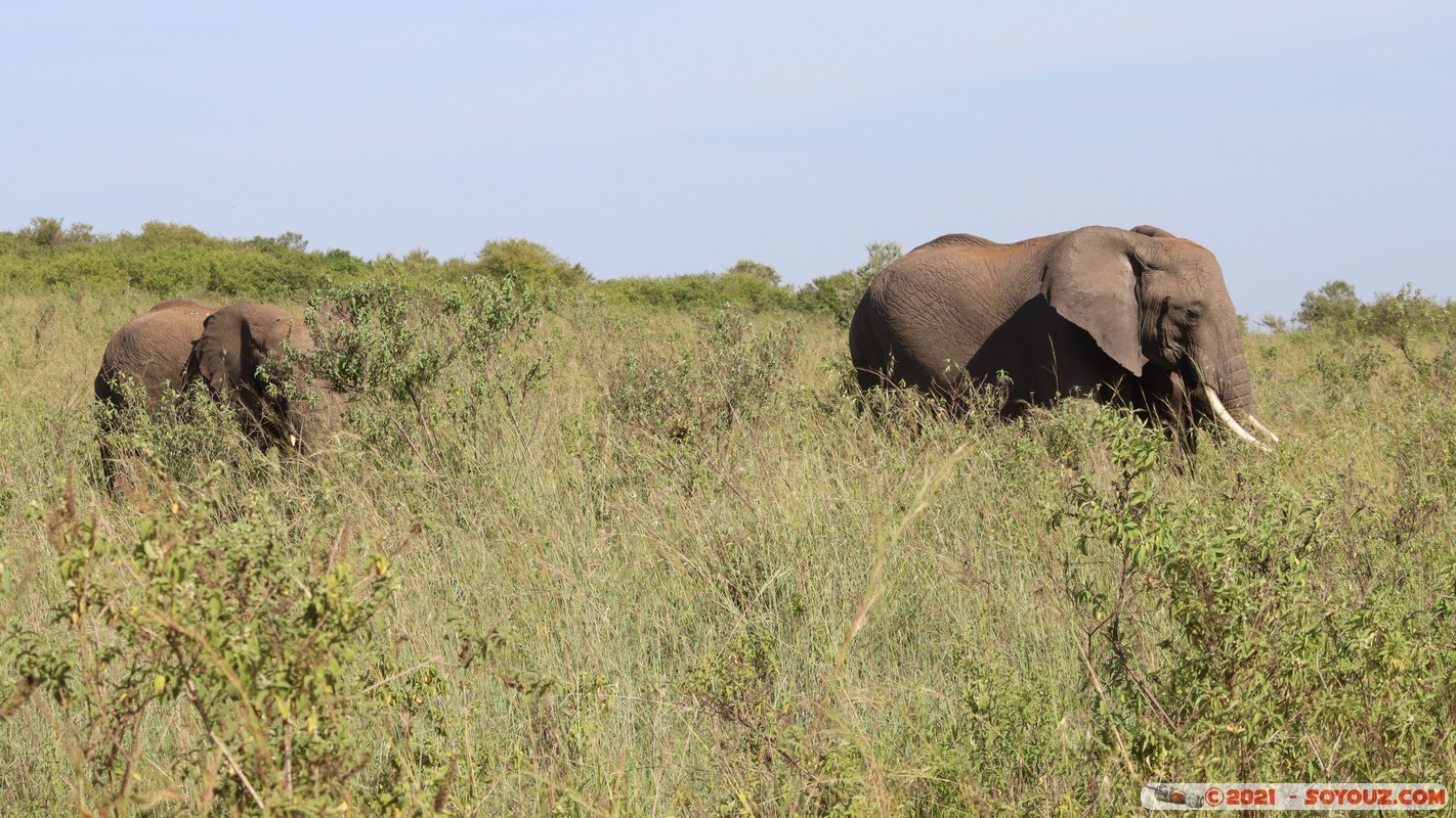 Masai Mara - Elephant
Mots-clés: geo:lat=-1.55510375 geo:lon=35.27374839 geotagged Keekorok KEN Kenya Narok animals Masai Mara Elephant