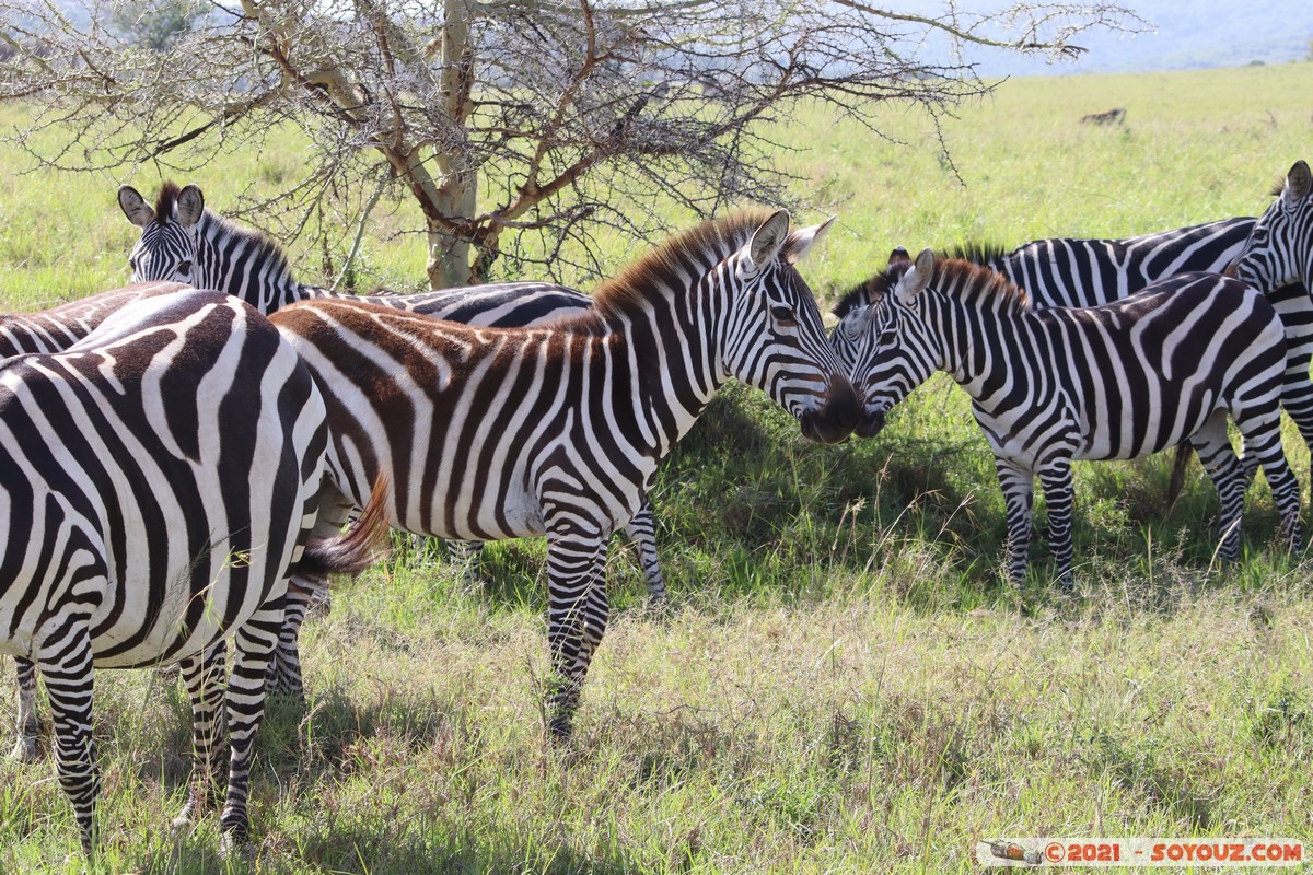 Masai Mara - Zebra
Mots-clés: geo:lat=-1.52245956 geo:lon=35.33628020 geotagged KEN Kenya Narok Talel animals Masai Mara zebre