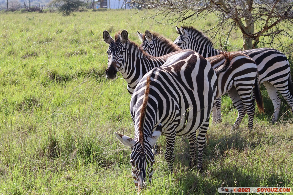 Masai Mara - Zebra
Mots-clés: geo:lat=-1.52245109 geo:lon=35.33630489 geotagged KEN Kenya Narok Talel animals Masai Mara zebre