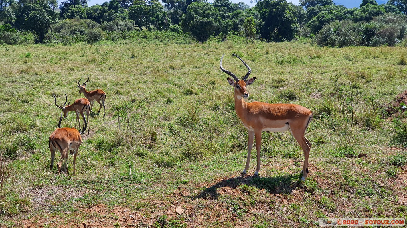 Masai Mara - Impala
Mots-clés: geo:lat=-1.58298542 geo:lon=35.24229505 geotagged Keekorok KEN Kenya Narok Masai Mara Grant's Gazelle animals Impala