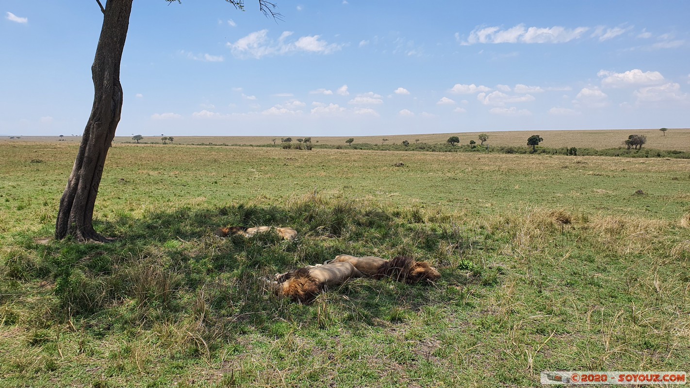 Masai Mara - Lion (Simba)
Mots-clés: geo:lat=-1.48069920 geo:lon=35.06792726 geotagged KEN Kenya Narok Ol Kiombo Masai Mara animals Lion