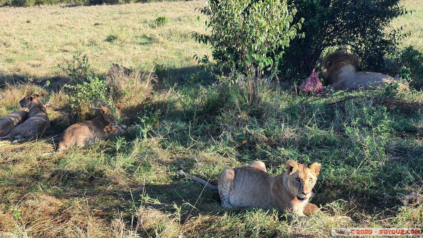 Masai Mara - Lion (Simba)
Mots-clés: geo:lat=-1.53187900 geo:lon=35.28392405 geotagged Keekorok KEN Kenya Narok Masai Mara animals Lion