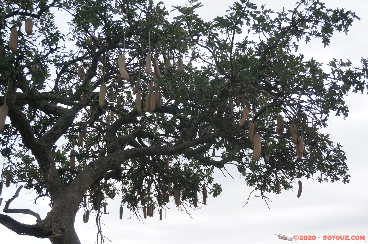 Masai Mara - Sausage tree
Mots-clés: geo:lat=-1.52922920 geo:lon=35.30629938 Keekorok geotagged KEN Kenya Narok Masai Mara Arbres Sausage tree