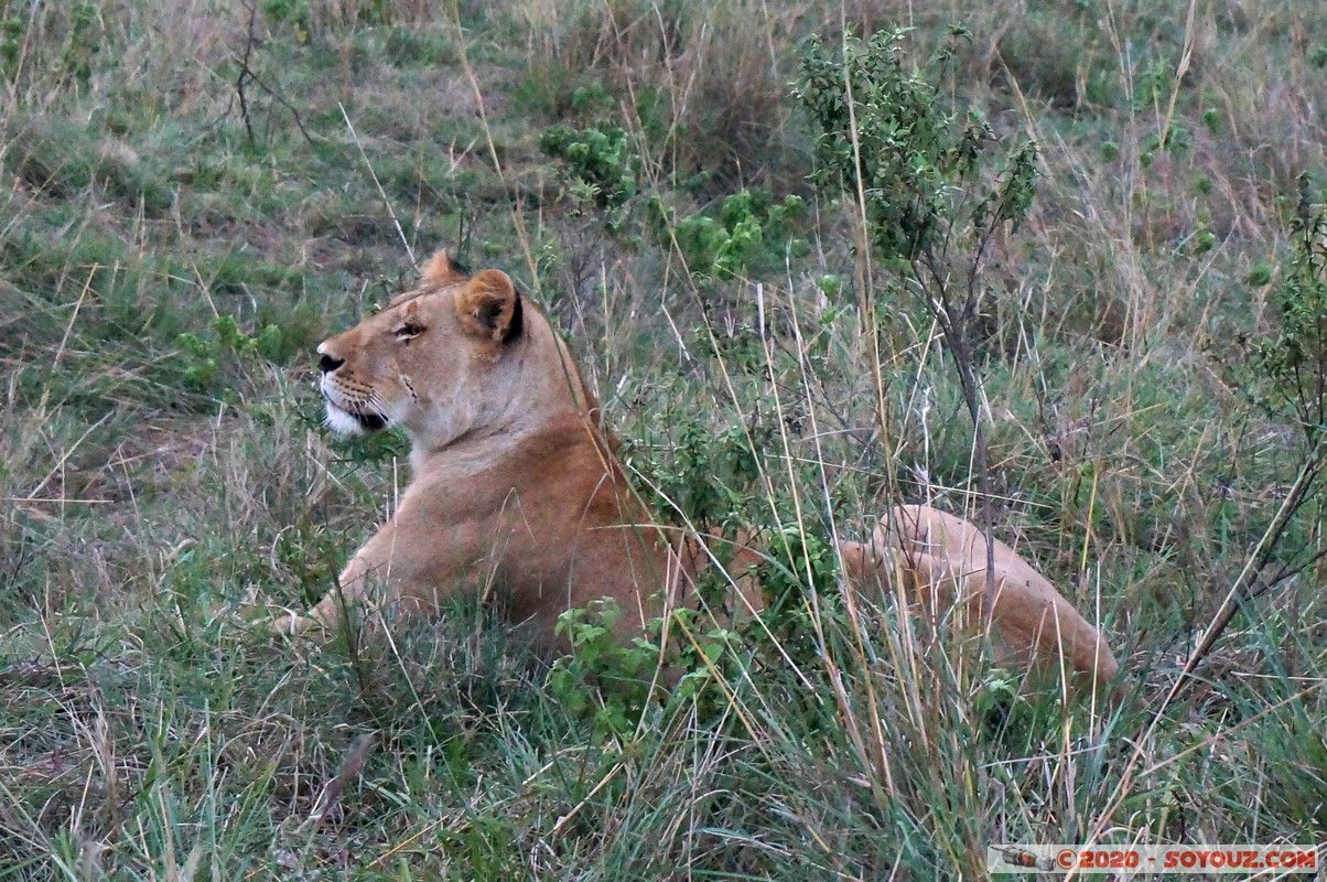 Masai Mara - Lion (Simba)
Mots-clés: geo:lat=-1.52922920 geo:lon=35.30629938 geotagged Keekorok KEN Kenya Narok Masai Mara animals Lion