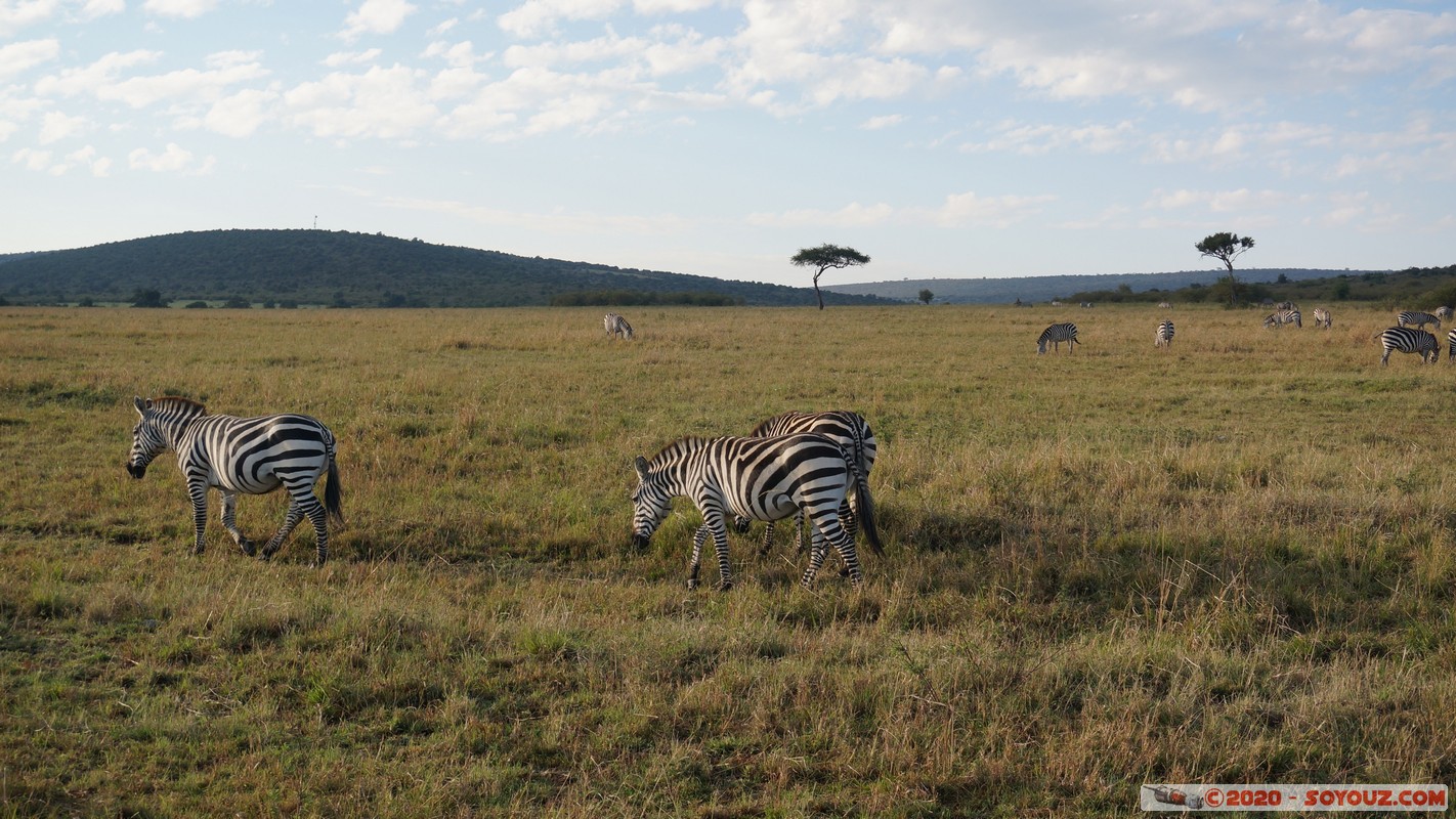 Masai Mara - Zebra
Mots-clés: geo:lat=-1.52405161 geo:lon=35.31723726 geotagged KEN Kenya Narok Talel Masai Mara animals zebre
