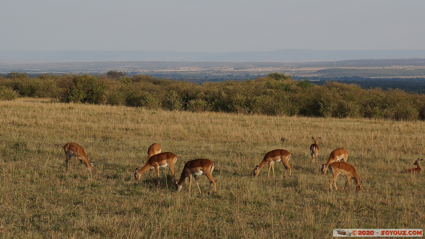 Masai Mara - Grant's Gazelle
Mots-clés: geo:lat=-1.52405161 geo:lon=35.31723726 geotagged KEN Kenya Narok Talel Masai Mara Grant's Gazelle animals