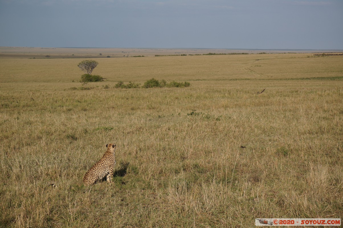 Masai Mara - Cheetha (Guepard)
Mots-clés: geo:lat=-1.58101457 geo:lon=35.14821942 geotagged Keekorok KEN Kenya Narok Masai Mara animals guepard