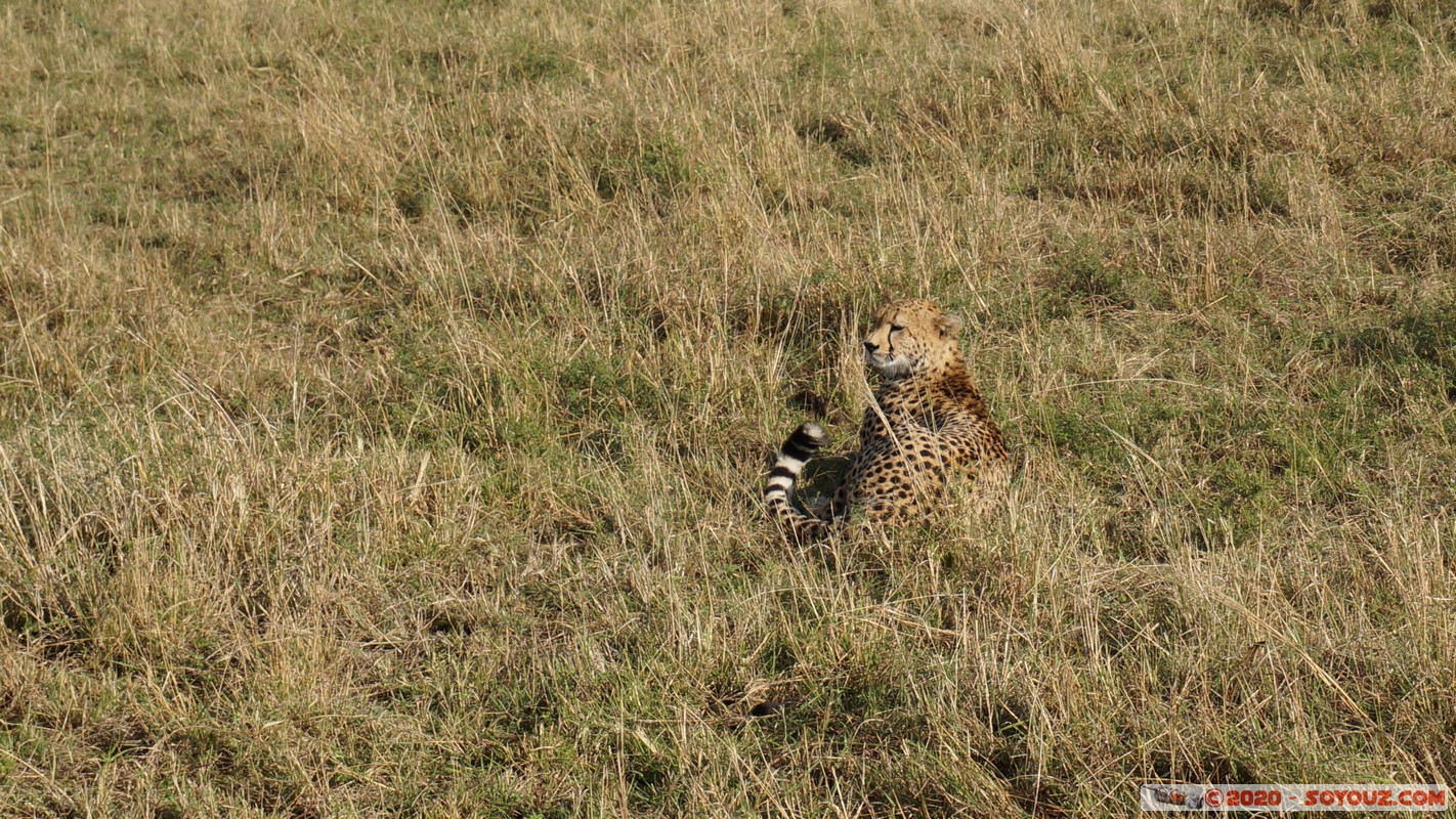 Masai Mara - Cheetha (Guepard)
Mots-clés: geo:lat=-1.58101457 geo:lon=35.14821942 geotagged Keekorok KEN Kenya Narok Masai Mara animals guepard