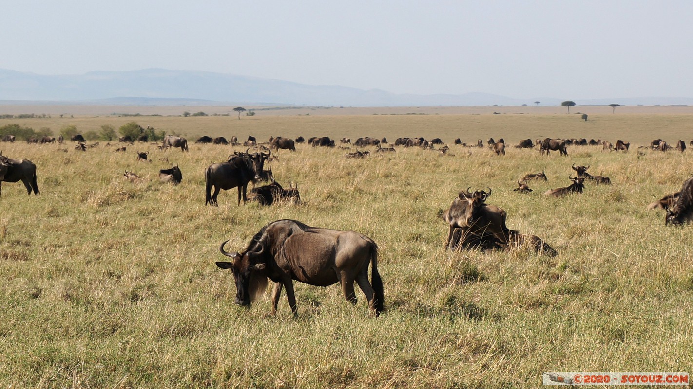 Masai Mara - Wildebeest (Gnou)
Mots-clés: geo:lat=-1.57144807 geo:lon=35.11980946 geotagged Keekorok KEN Kenya Narok Masai Mara Gnou Wildebeest