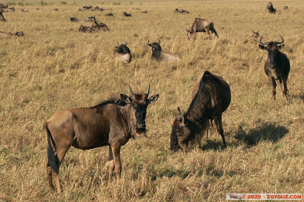 Masai Mara - Wildebeest (Gnou)
Mots-clés: geo:lat=-1.57144807 geo:lon=35.11980946 geotagged Keekorok KEN Kenya Narok Masai Mara Gnou Wildebeest