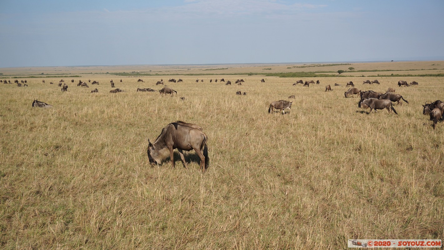 Masai Mara - Wildebeest (Gnou)
Mots-clés: geo:lat=-1.57144807 geo:lon=35.11980946 geotagged Keekorok KEN Kenya Narok Masai Mara Gnou Wildebeest