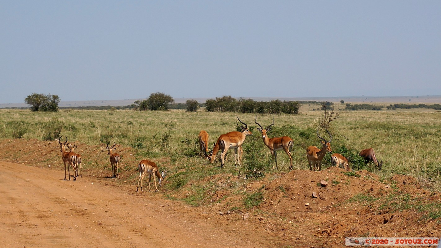Masai Mara - Grant's Gazelle
Mots-clés: geo:lat=-1.58298542 geo:lon=35.24229505 geotagged Keekorok KEN Kenya Narok Masai Mara Grant's Gazelle animals