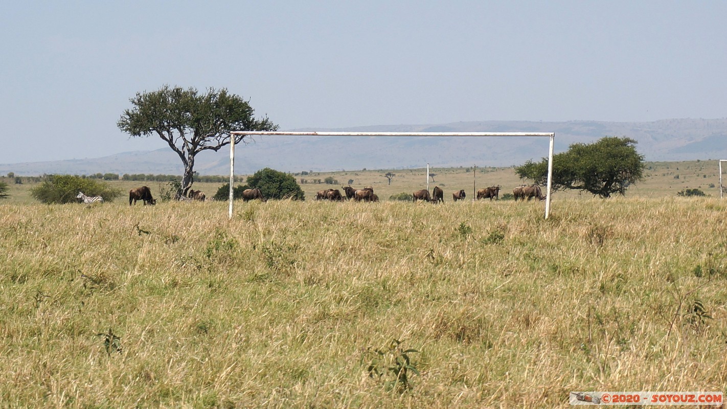Masai Mara - Wildebeest (Gnou) and soccer
Mots-clés: geo:lat=-1.58298542 geo:lon=35.24229505 geotagged Keekorok KEN Kenya Narok Masai Mara Gnou Wildebeest zebre