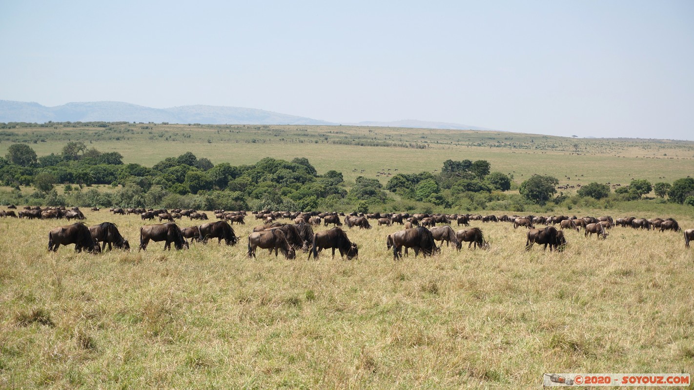 Masai Mara - Wildebeest (Gnou)
Mots-clés: geo:lat=-1.58298542 geo:lon=35.24229505 geotagged Keekorok KEN Kenya Narok Masai Mara Gnou Wildebeest