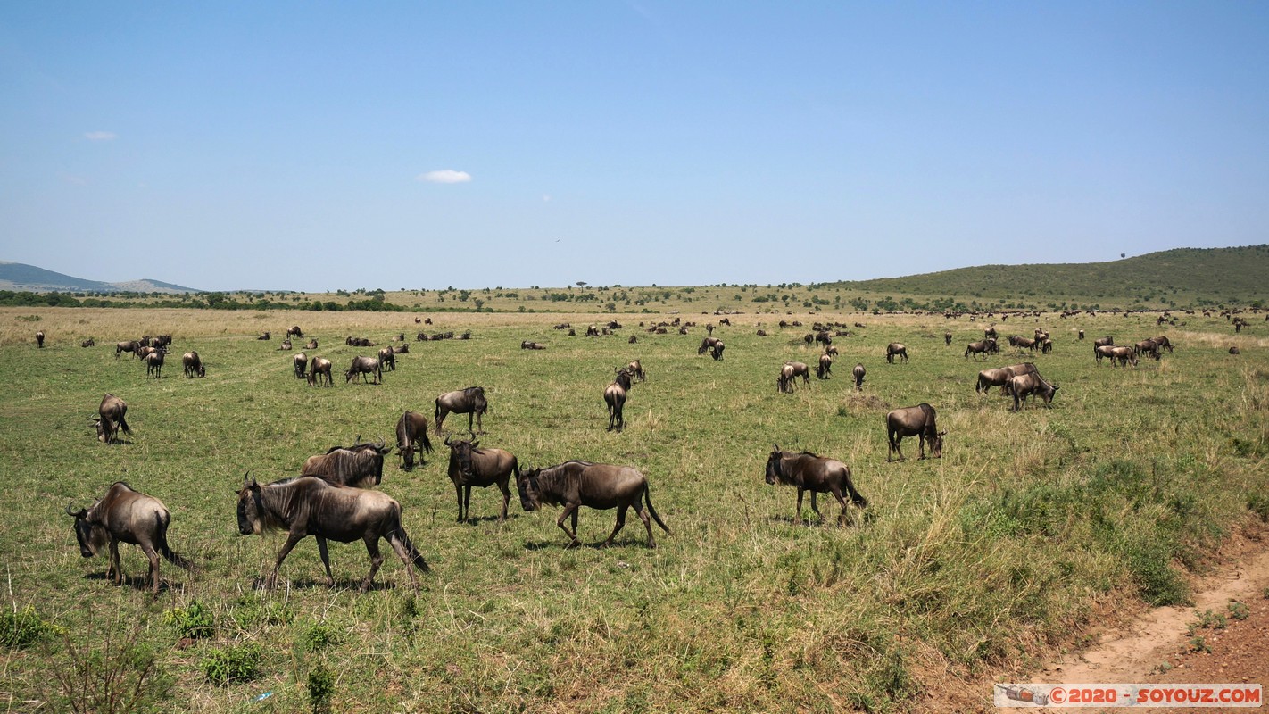 Masai Mara - Wildebeest (Gnou)
Mots-clés: geo:lat=-1.57784462 geo:lon=35.20304909 geotagged Keekorok KEN Kenya Narok Masai Mara Gnou Wildebeest