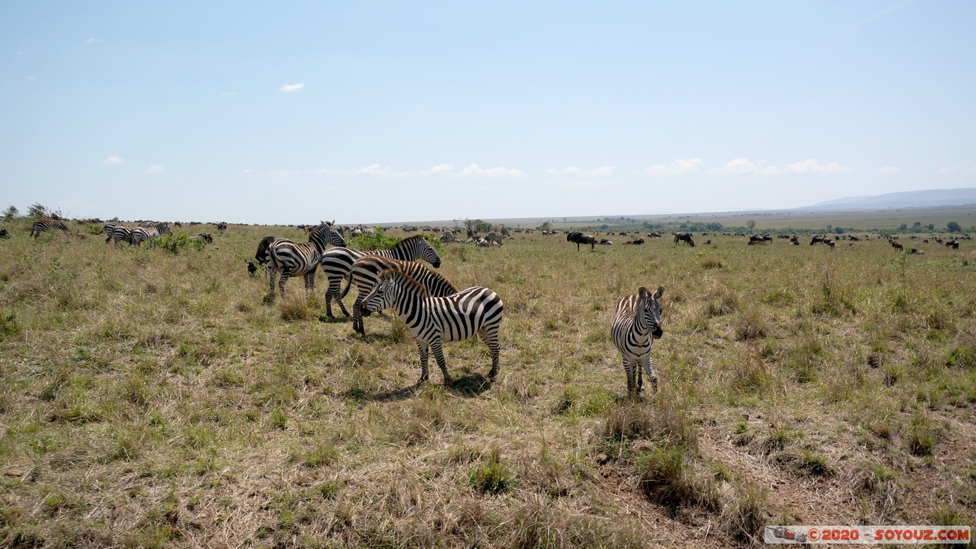 Masai Mara
Mots-clés: geo:lat=-1.57784462 geo:lon=35.20304909 geotagged Keekorok KEN Kenya Narok Masai Mara