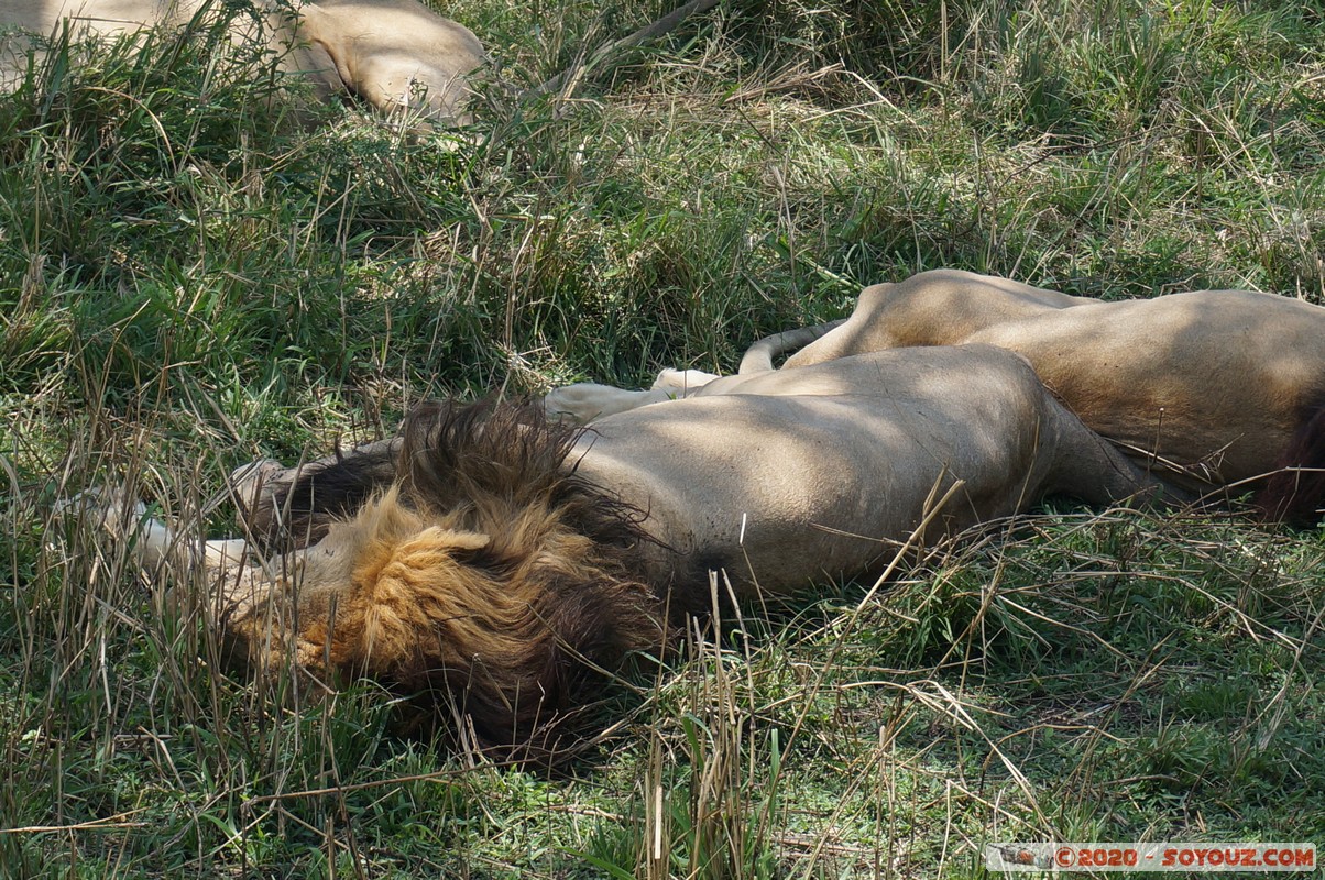 Masai Mara - Lion (Simba)
Mots-clés: geo:lat=-1.48069595 geo:lon=35.06792238 geotagged KEN Kenya Narok Ol Kiombo Masai Mara animals Lion